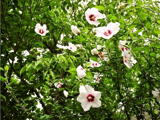 むくげの花 色の違いを探しましょう 季節を感じる まいぷれ 府中市