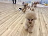きぃちゃん。待って〜。追いかけちゃうよ〜　byまる「ましゅまろ幼稚園🐾」