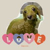「Dog salon mofu mofu　余市町」