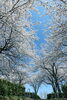 荒川桜づつみ公園 3「満開です」