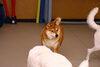 「今日のお友達」