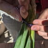 うまくできるかな？「あかとんぼでの野菜作り☆青ネギと茎春菊を収穫したよ！《子どもたちのお困り事を解決！高松市の児童発達支援・放課後等デイサービス》」