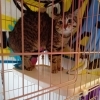 里親募集中
