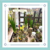 ミモザの鉢植え入荷しました。 | casa fiore（カーサフィオーレ）の