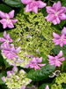 紫陽花「本日の境内の様子です」