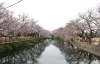 ひょうたん池の桜 新居浜 西条のおでかけスポットご紹介 まいぷれ 西条市