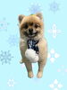 「Dog salon mofu mofu　余市町」