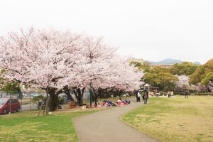 佐世保市 佐々町 波佐見町 川棚町の花見スポット 佐世保市 佐々町 波佐見町 川棚町の花見スポット まいぷれ 佐世保 佐世保市 佐々町 波佐見町 川棚町の花見スポット 佐世保市 佐々町 波佐見町 川棚町の花見スポット まいぷれ 佐世保