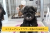 ミニチュアシュナウザー税込187,000円〜「臨時休業のお知らせ」