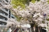 桜満開 桜開花・満開 名所の天気情報 2025 - 日本気象協会 tenki.jp