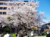 盛岡 石割桜 お花見特集 まいぷれ 盛岡 滝沢 二戸 八幡平 雫石 盛岡 石割桜 お花見特集 まいぷれ 盛岡 滝沢 二戸 八幡平 雫石