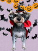 「Dog salon mofu mofu　余市町」