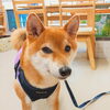 「今日のお友達」