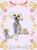 「Dog salon mofu mofu　余市町」