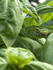 バジルの葉に隠れる🐸「2026年6月のイベントカレンダーです」