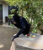 果物を詰め込むクロ「クロは40歳の誕生日を迎えました！」