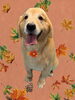 「Dog salon mofu mofu　余市町」