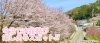 今治でお花見できるスポットまとめ 桜 今治のおでかけまとめ まいぷれ 今治市 今治でお花見できるスポットまとめ 桜 今治のおでかけまとめ まいぷれ 今治市