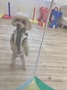 Ｓきなこちゃん　なぜ？立ってるの？　笑「ましゅまろ幼稚園」