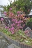 これからもっとたくさん咲きますねー「温泉のつつじ開花宣言!」