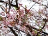 花見 茨城県下妻市の桜・花見の名所・おすすめスポット：茨城VR ツアー