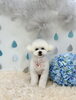 チップくん「わんこと梅雨☔️」