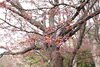 ❸まだまだ蕾「桜を見に、中島公園へ行ってきました！」