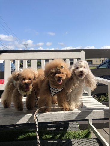 「ましゅまろ幼稚園&予約状況」