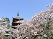 【最新版】千葉県の桜の開花状況（千葉・船橋・市川・習志野・鎌ケ谷・八千代）2024年