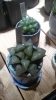 入荷情報！手頃2000円～3000円代でおしゃれな鉢に入った植物たち入荷