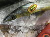 「魚魚市場鮮魚コーナーおすすめは「キンメダイ」です♪」