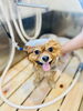 無添加オリーブ石鹸でシャンプー♪「Dankeトリミングをご利用のももちゃん♡ふわふわモフモフです♪」
