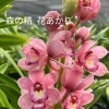 テーブルシンビ 森の精花あかり