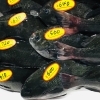 「魚魚市場鮮魚コーナーおすすめ商品は「アコウダイ・ビンチョウマグロ」です♪」