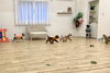 アンちゃん何覗いているの？　笑「ましゅまろ幼稚園🐾」
