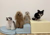 アモル☆咲良☆リズ☆いずる「ましゅまろ幼稚園🐾」