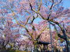 「高遠城址公園の桜【木曽・上伊那の情報発信　ポータルサイト】」