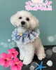 「可愛い子ちゃん♡ Dog salon mofu mofu 余市町」
