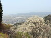 「【2026年版🌸】新居浜・西条の桜開花情報まとめ！お花見スポットをご紹介しています✨」