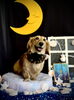 ベルくん「お月さまとわんこ🌛」