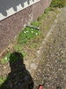 こんなになっているのが…「草取り、草刈り、剪定！お庭や色々な場所の作業承ります！暖かくなってきて、植物が元気になってきました💦ベンリー福山東も負けてはいません💪✨」