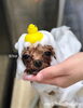 「秋のオプションキャンペーン　（＾Ｏ＾）」