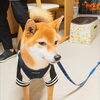 「今日のお友達」