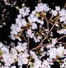 松江市母衣町の山陰水道さんの桜🌸満開です「🌸最高のオールシーズン・スーツを作りませんか」