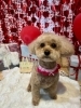 トイプードルのカットお写真「🐶トイプードルのトリミングのお友達❤️」