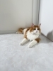 お待ちしてます🐱✨「本日は満月🌕「手放し」と「極上の吸収」で心もサロンケアもアップデート✨ 【札幌北区篠路プライベートサロン　Te-tora】 美軸・数霊術カウンセリングも好評！脳波と骨格を整え睡眠の質を上げる安眠サロン」