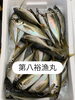 鯵「岩牡蠣は7月から販売となります」
