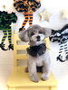 シオンちゃん「Ｈappy Halloween🎃」