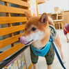 まるちゃん「今日のお友達」
