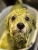 ハーブパック「🐶ポメラニアン、ビション、ボストン、パピヨン、トリミングのお友達❤️」